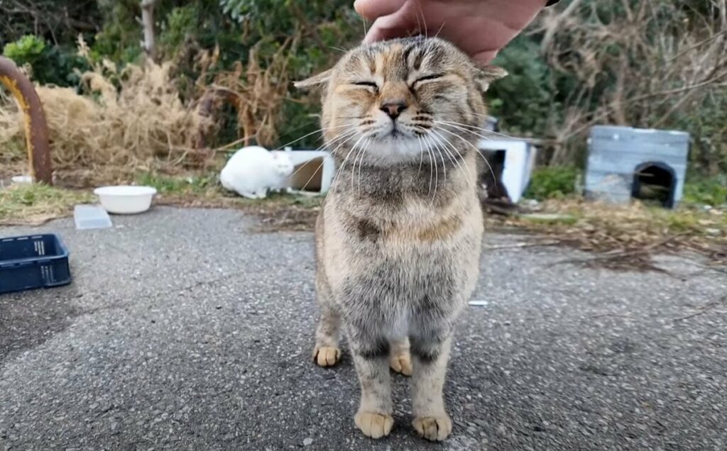 「ごはんだニャ～！」