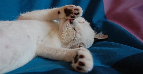 猫の不妊・去勢手術の助成