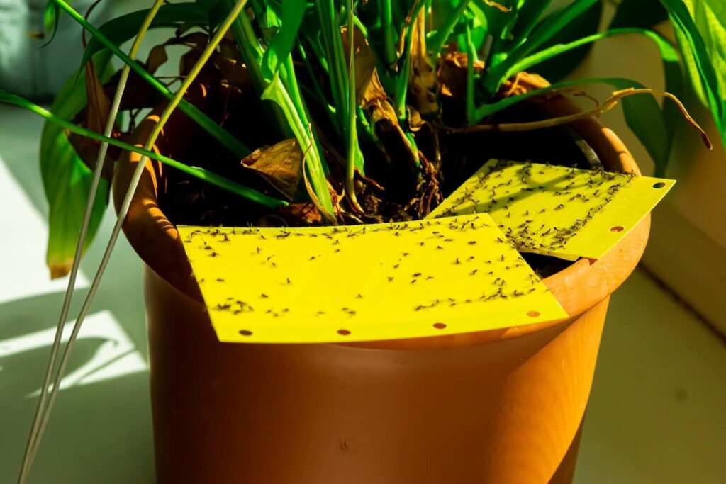 ドイツで入手可能な製品を使って植物の真菌ブヨを駆除するにはどうすればよいですか?黄色のステッカーではすべてをキャッチできませんでした ドイツで入手可能な製品を使って植物の真菌ブヨを駆除するにはどうすればよいですか?黄色のステッカーではすべてをキャッチできませんでした