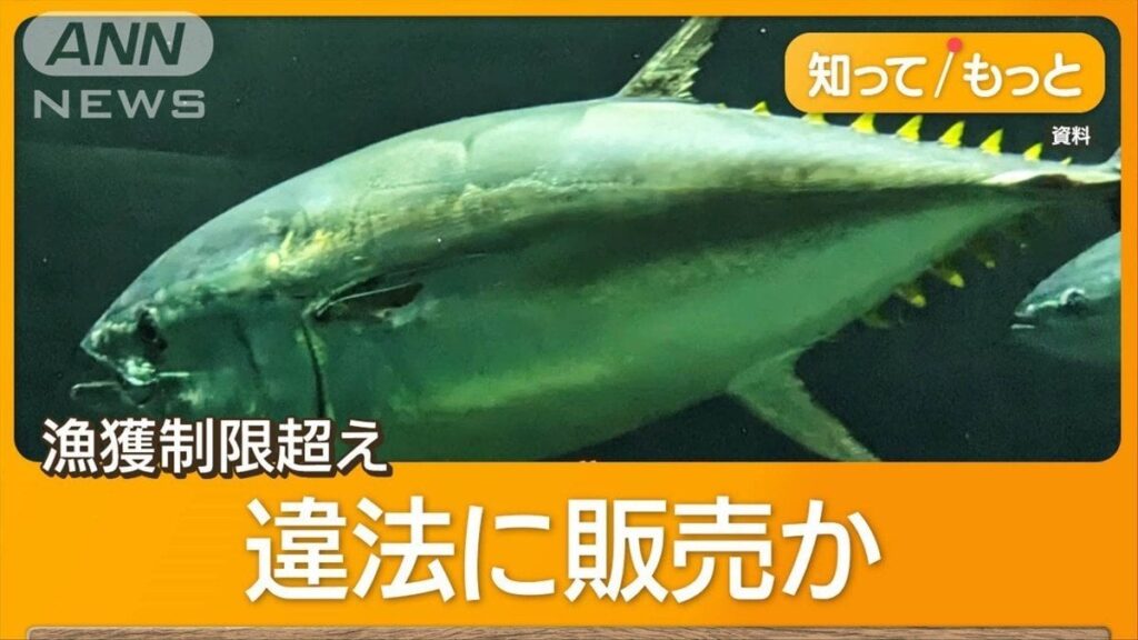産地不明の「闇マグロ」が流通 ブローカー関与か 秘匿性高いアプリ使い取引