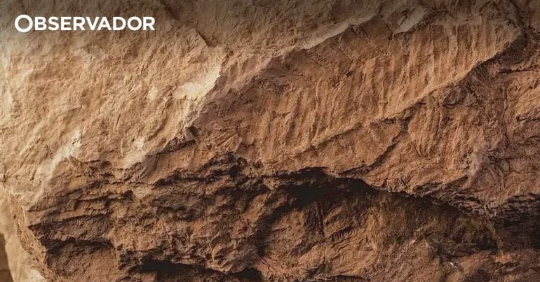 研究者らはゴンドマールで3億1000万年前の植物の化石を発見