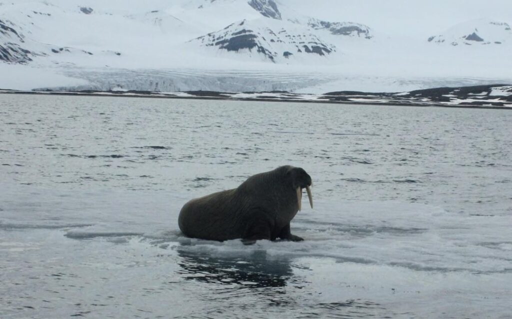 アメリカ人として、特にノルウェーが恋しいです🥲🇳🇴