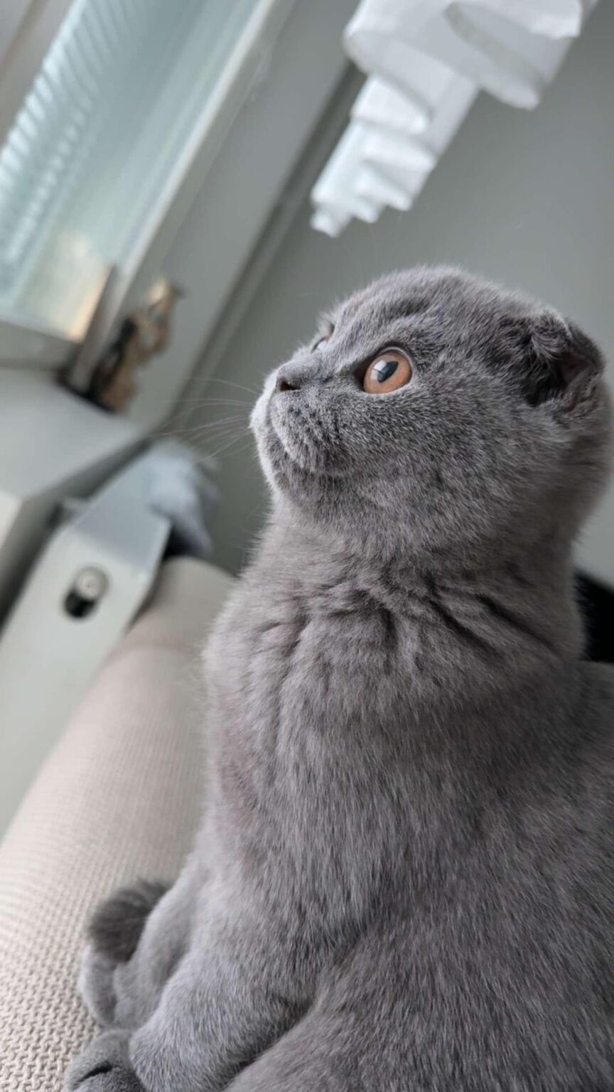 オス猫探してます😅
