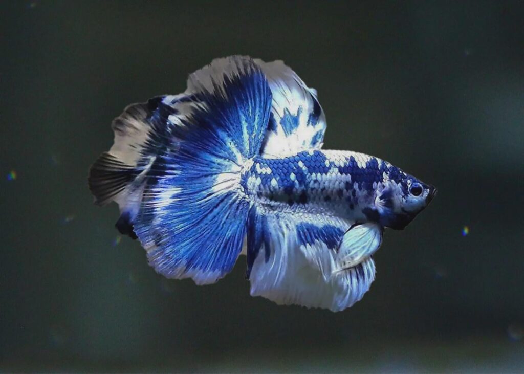 アクアリスト - ブラチスラバとその周辺で闘魚の販売者を知っていますか (ホルンバッハ、スーパーズーを除く)。