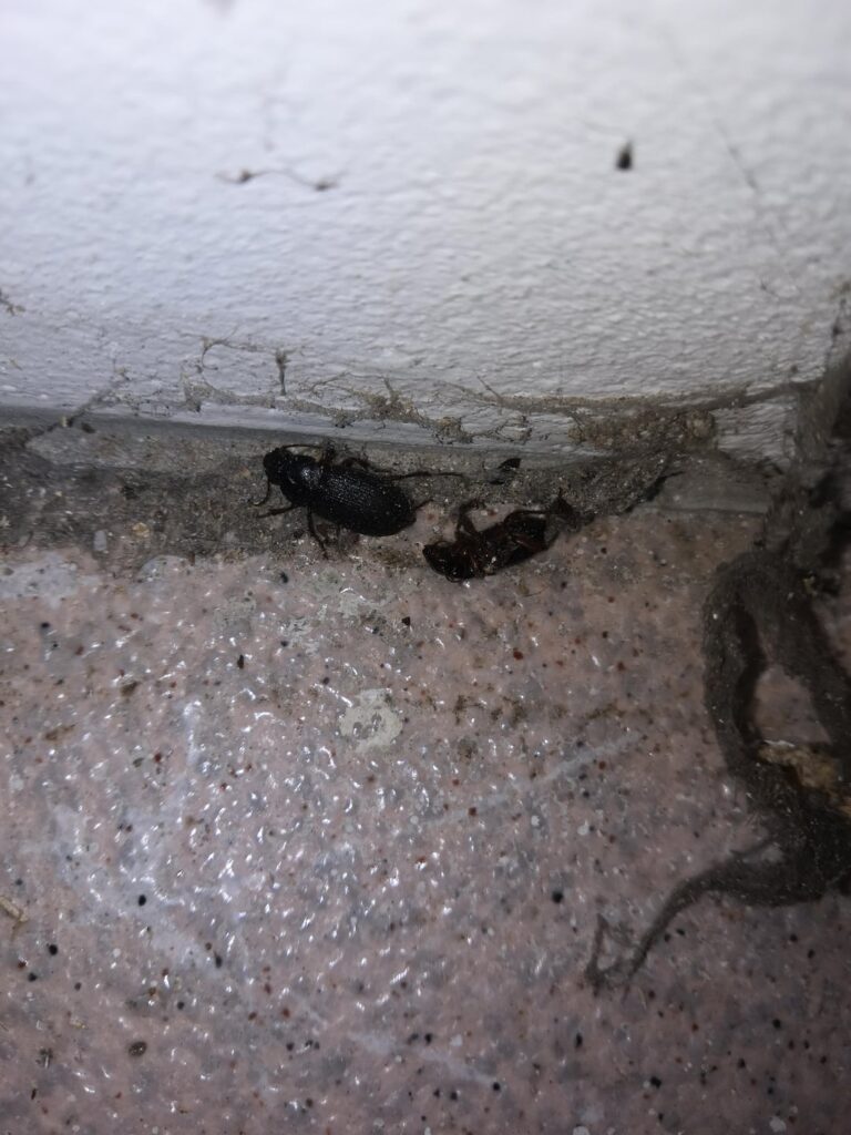 地下兵舎にいるカブトムシ - このイケメンたちを知っていますか?