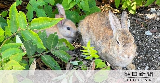 瀬戸内の「ウサギの島」で77匹大量死 昨年11月から、死因は不明