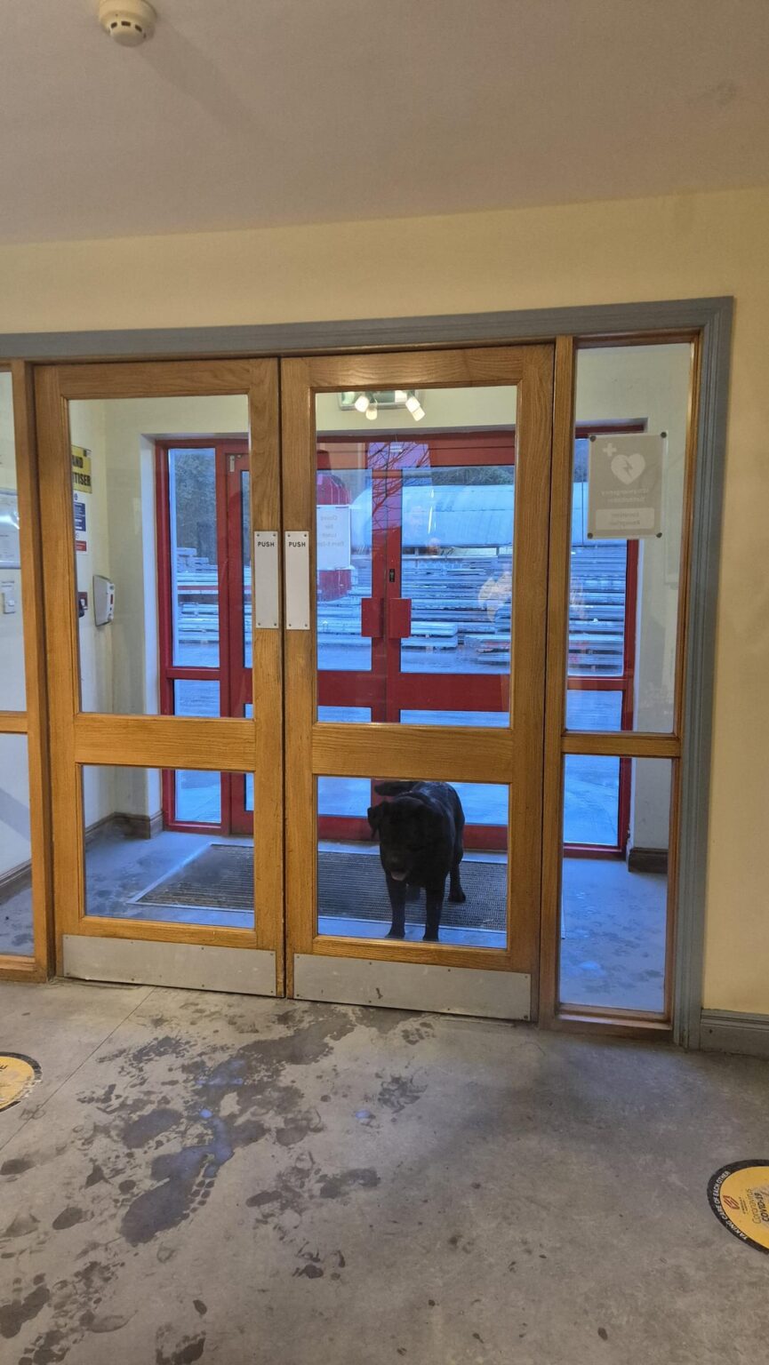 今週、犬が私たちのオフィスにさまよいました。それが続いている間、それは素晴らしかった