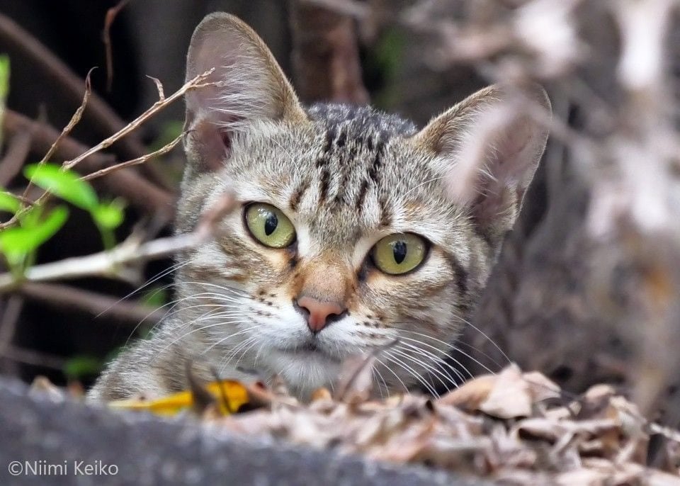 猫はどこにいるでしょうか？