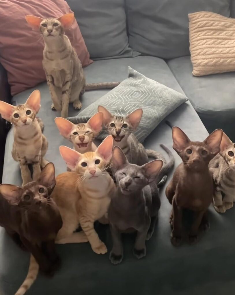 誰がどの猫のレースを知っていますか？彼らは神の甘いと思います。