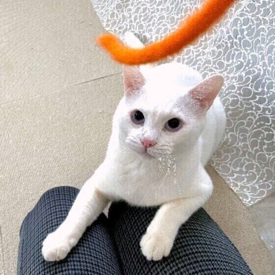愛情表現だったの!? 猫が飼い主さんを踏みつける理由｜獣医師解説