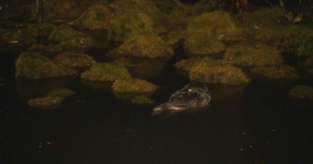 バツミルで最大20羽のガチョウの死骸が発見された