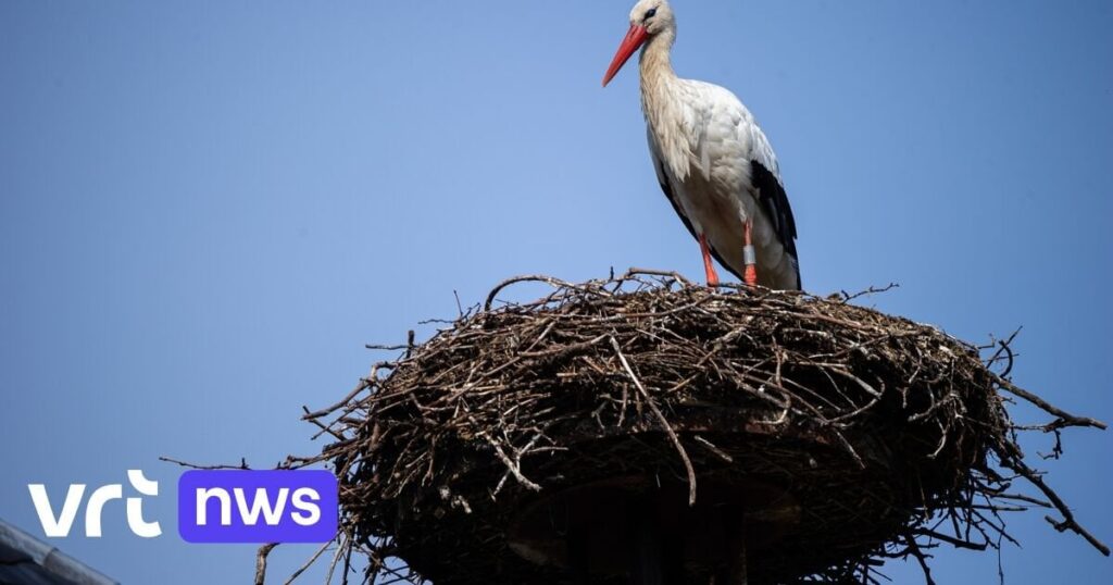 最初のコウノトリが南部で越冬した後、プランケンダールに戻ってきた：「最初のつがいが『カタカタ』し始めており、自然は最も美しい」
