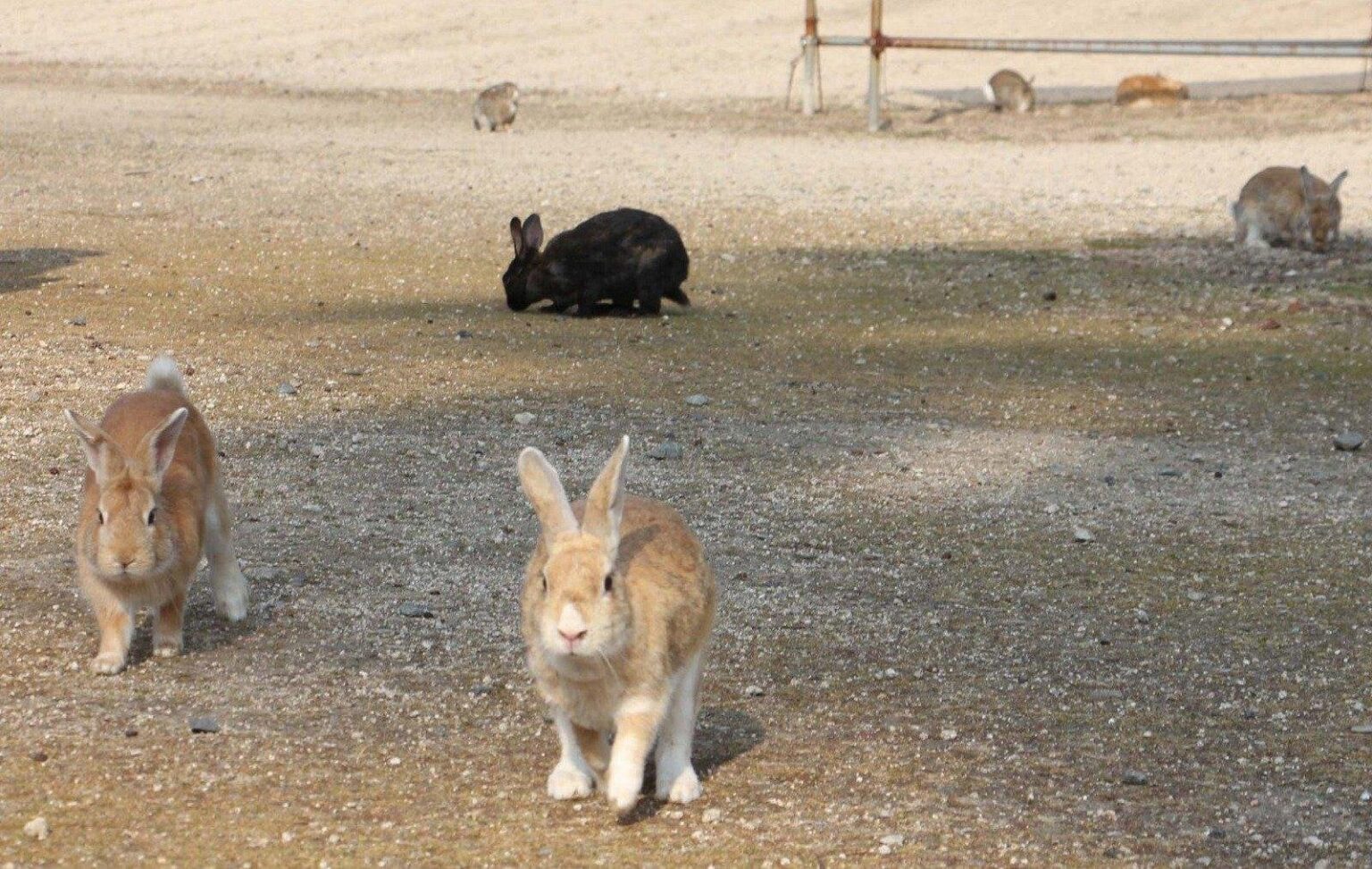 大久野島のウサギ大量死99匹に 脚骨折や鼻血、不自然なケース複数 環境省が公表（中国新聞デジタル） - Yahoo!ニュース