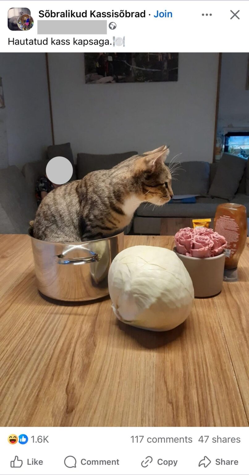 猫愛好家が大好きです