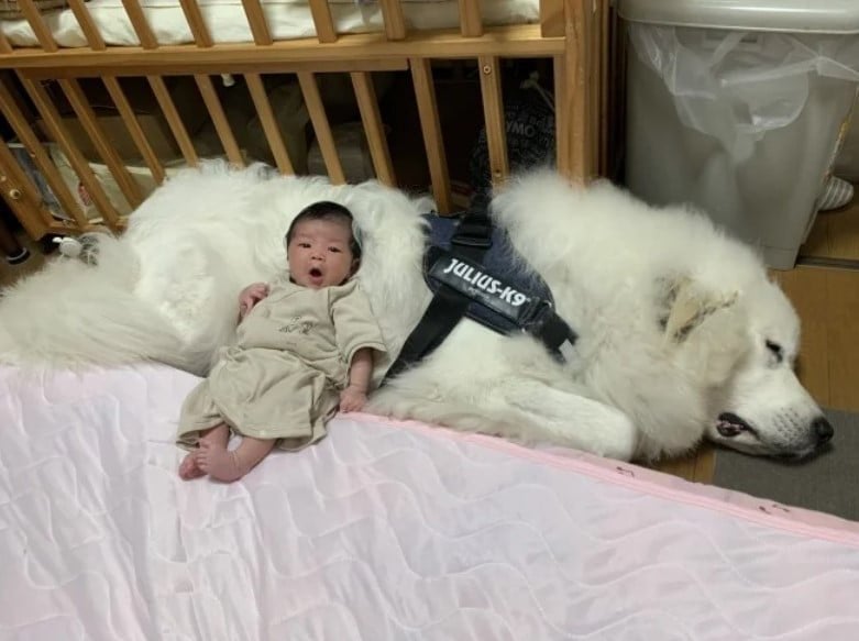 “ベッド扱い”されるモフモフ大型犬と生後1ヵ月の赤ちゃんの2年後の姿が尊い「守り神のよう」「最高の癒しタイム」