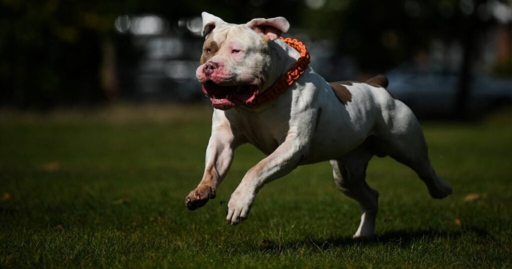 母親は、XLサイズのいじめっ子犬を撤去するという家主の命令に従わなかったため、賃貸物件の立ち退きを命じた。