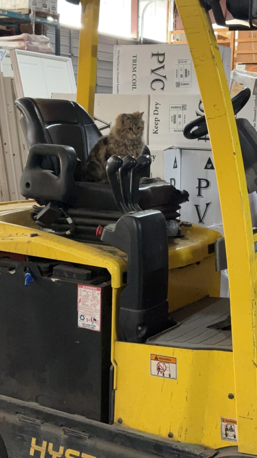 にゃーんちゃん