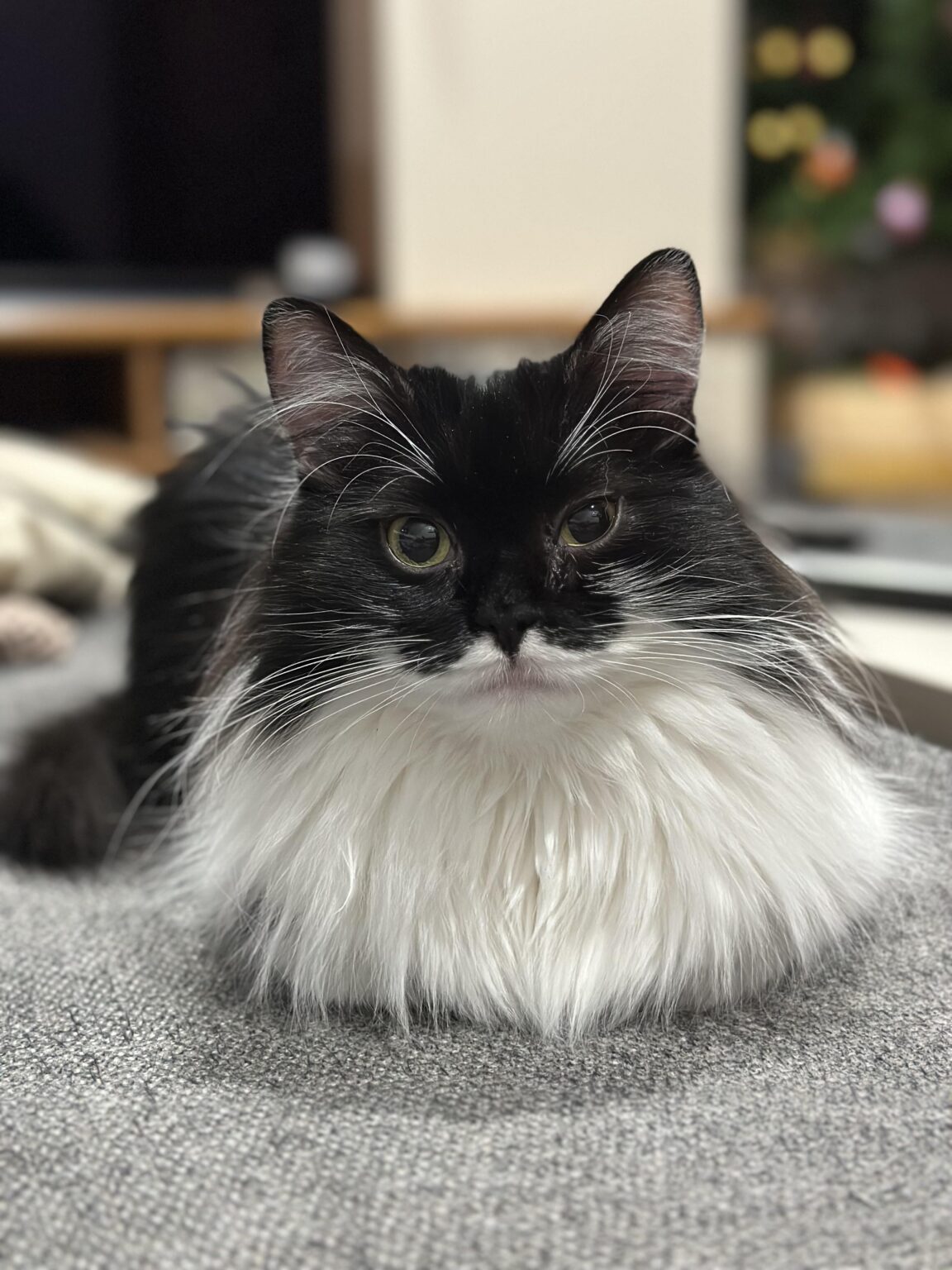キャットボット