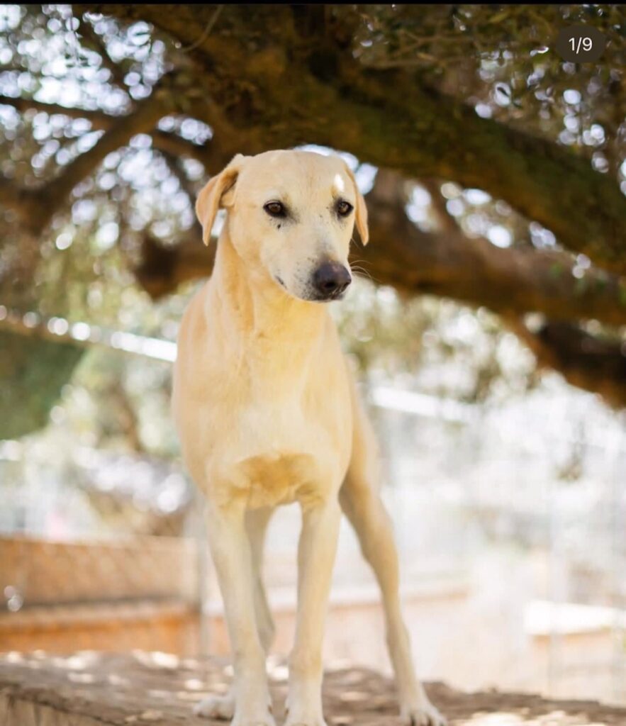 養子縁組のための犬 - ギリシャから - 私はここに志願しました - 私は5年間そこにいました - 彼は最も甘い最も優しい魂です - 私は彼を崇拝し、私は彼に家を見つけてほしい - ブロンクスファミリアアニマルシェルターにお問い合わせください