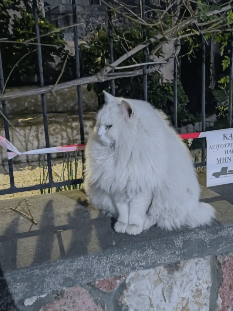 Cat-bouddの発見