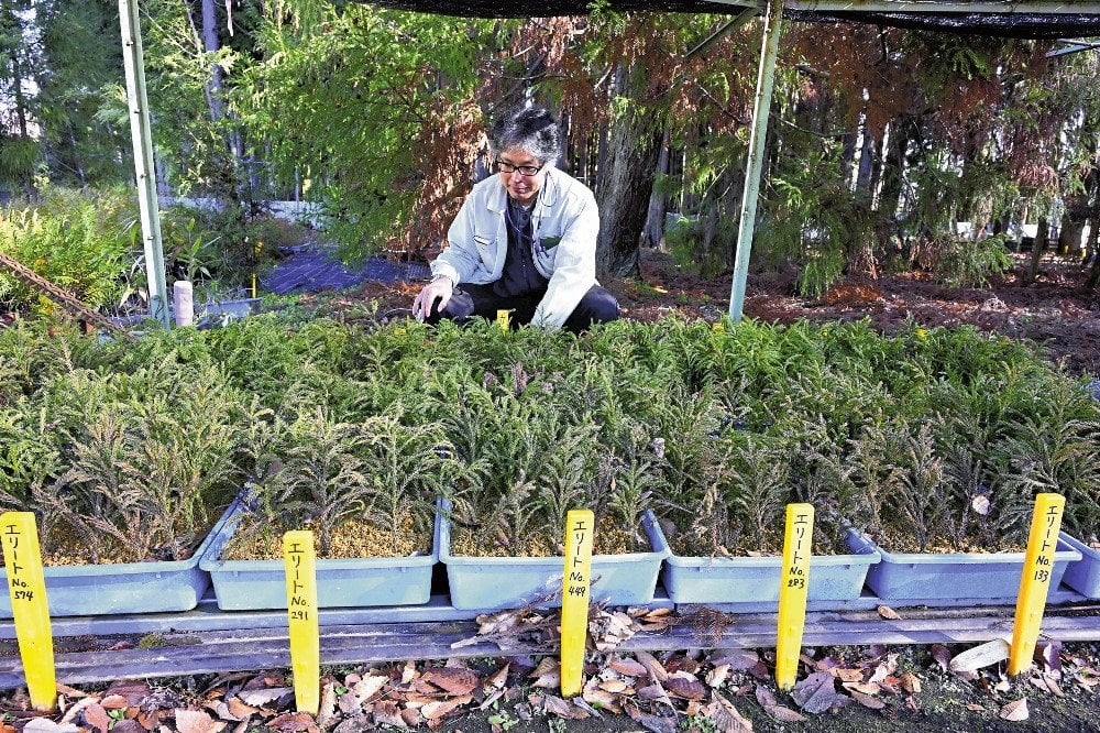 突然変異で無花粉のスギ、挿し木で大量生産計画…「花粉の飛散量は劇的に減らせる」 - ライブドアニュース