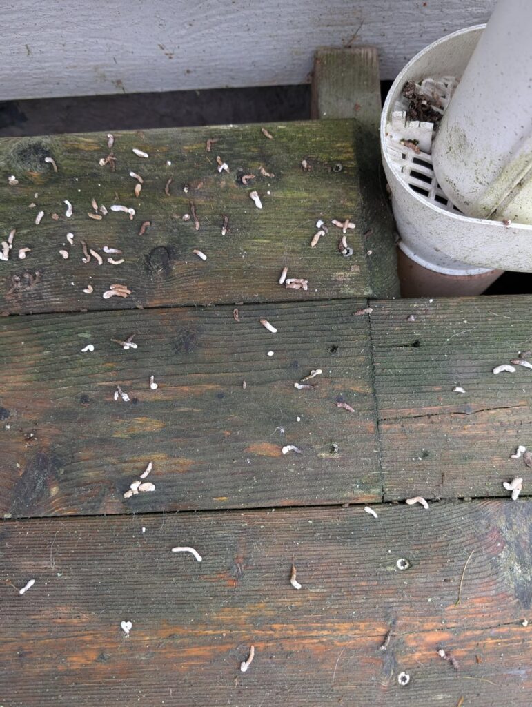 うんこしたのは何の動物ですか？？