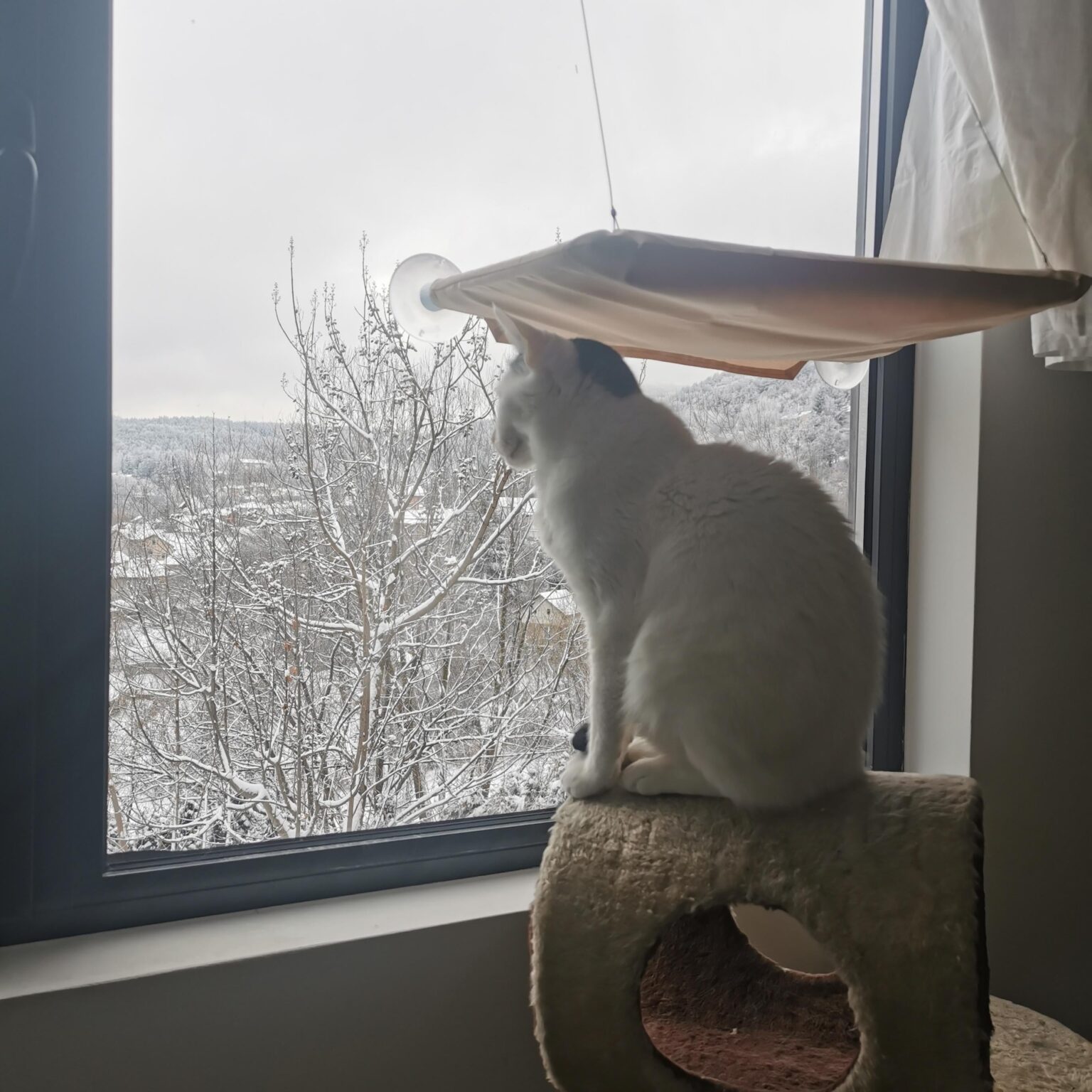 猫のトレンドは過ぎましたが、うちの猫は哲学の写真を投稿すると主張しました。