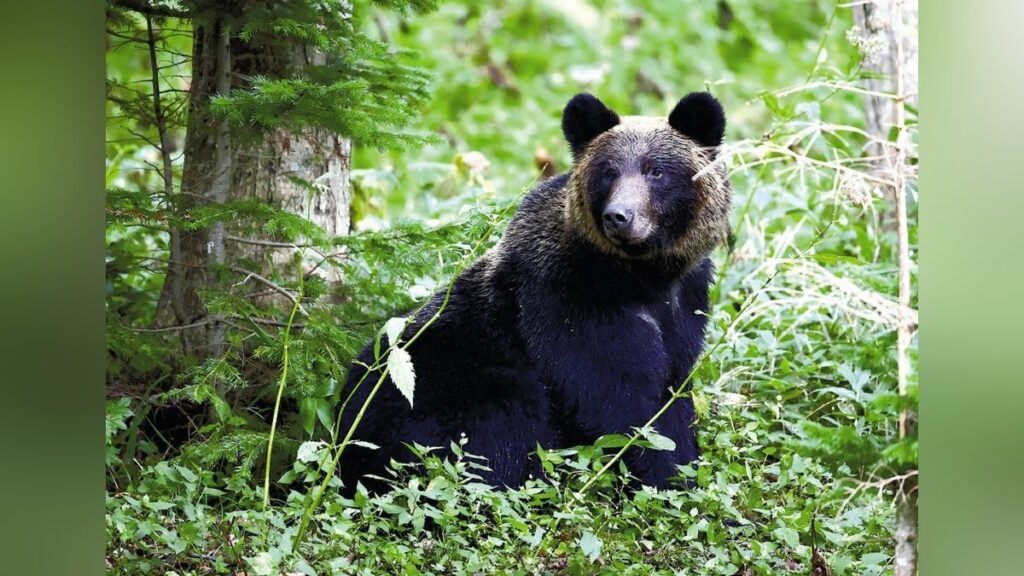 野生動物、人々を魅了…近づきすぎ「距離感」に課題