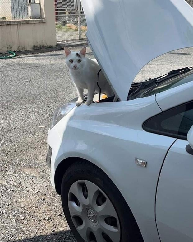 にゃーんちゃん