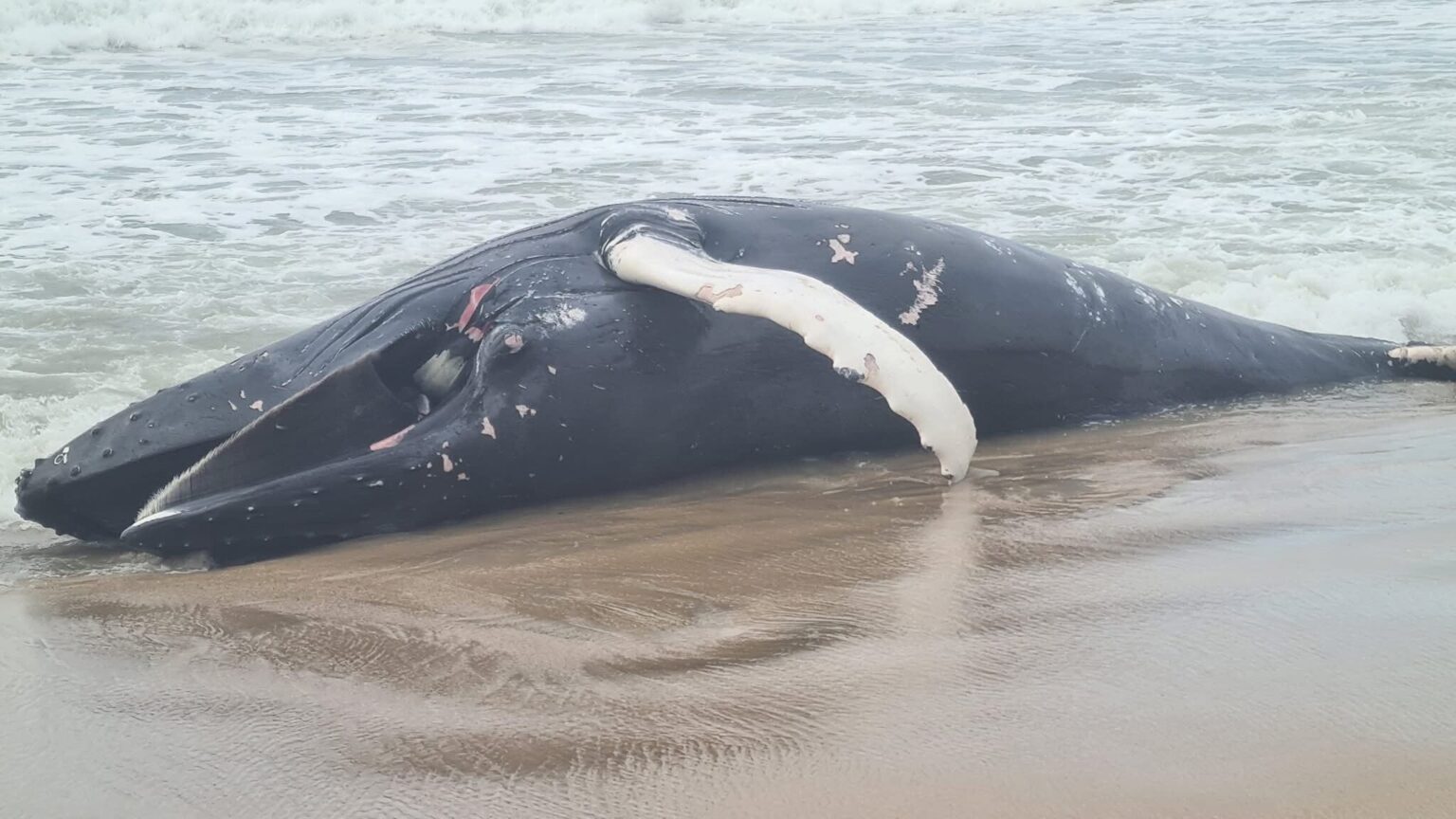 エスポセンデの海岸にクジラが打ち上げられる
