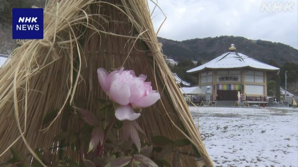 徳島 三好 冬に咲くぼたんが見頃
