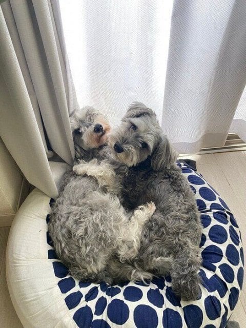 1つのベッドでくっついて寝る仲よし兄妹犬 どんな気持ちなの？｜獣医師解説
