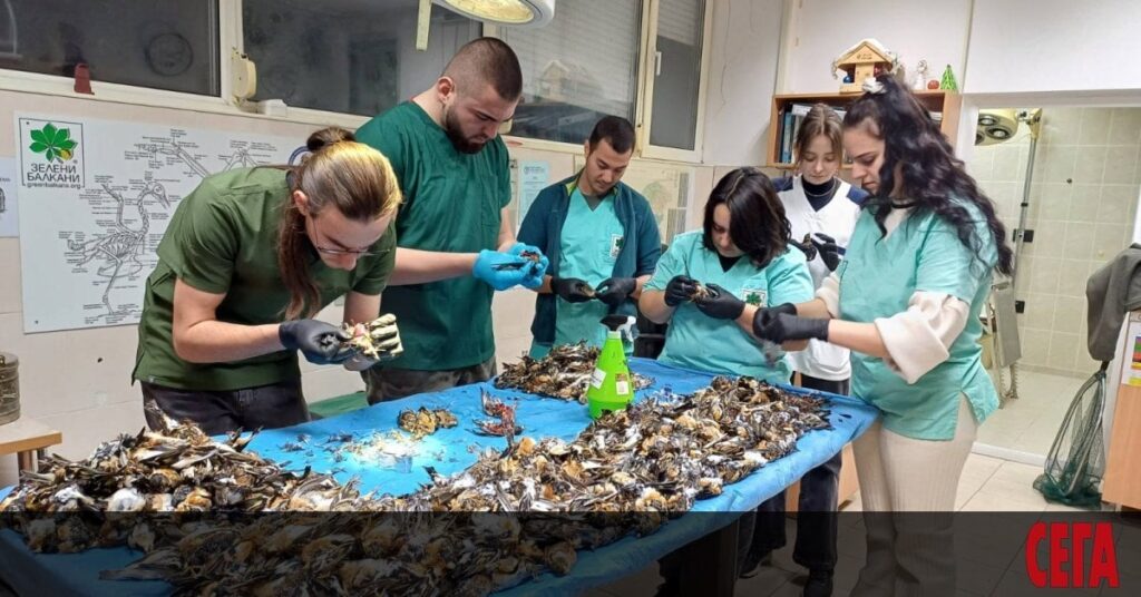 お祭りの花火により、ある都市だけで1,000羽以上の鳥が死んだ