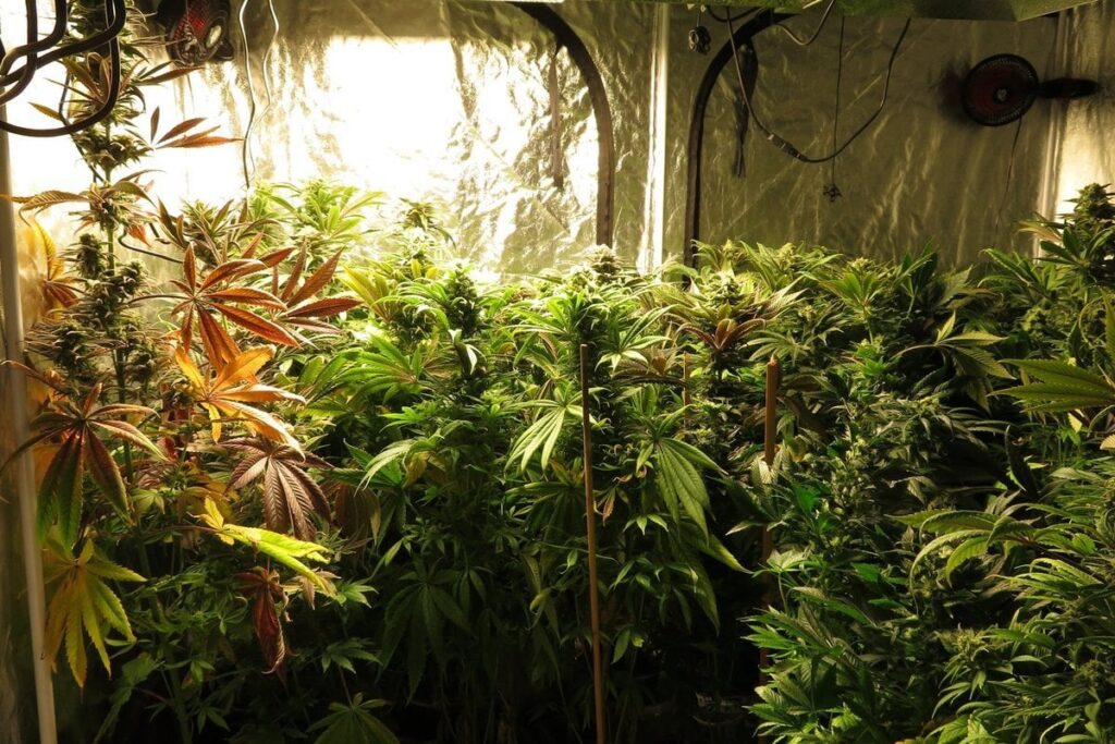 警察は、都市の中央広場から直接大麻栽培を発見しました