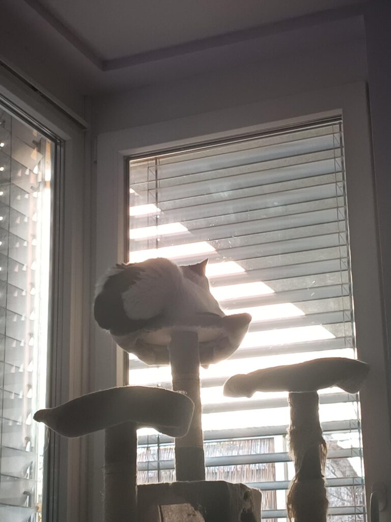 キャットボット