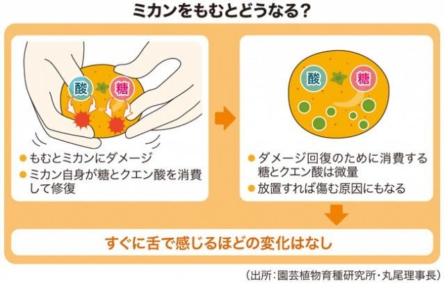 ［知りたい聞きたい伝えたい］＃ミカンをもむと甘くなる？ / 日本農業新聞