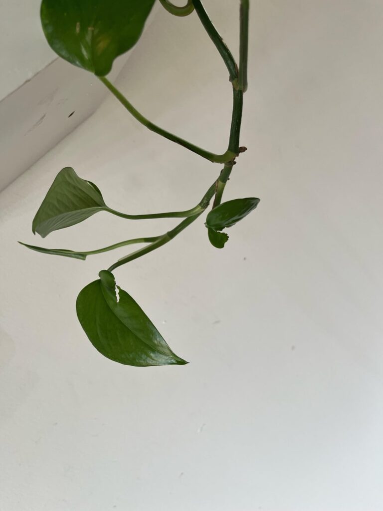 うちのドラゴンアイビー（Epipremnum Aureum）は、葉を開くとひびが入ってしまいます。適切な治療をしたいのですが、非常に謎です。誰かアイデアやヒントを持っている人はいますか？