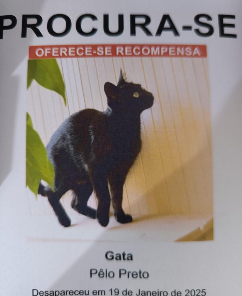 失われた猫