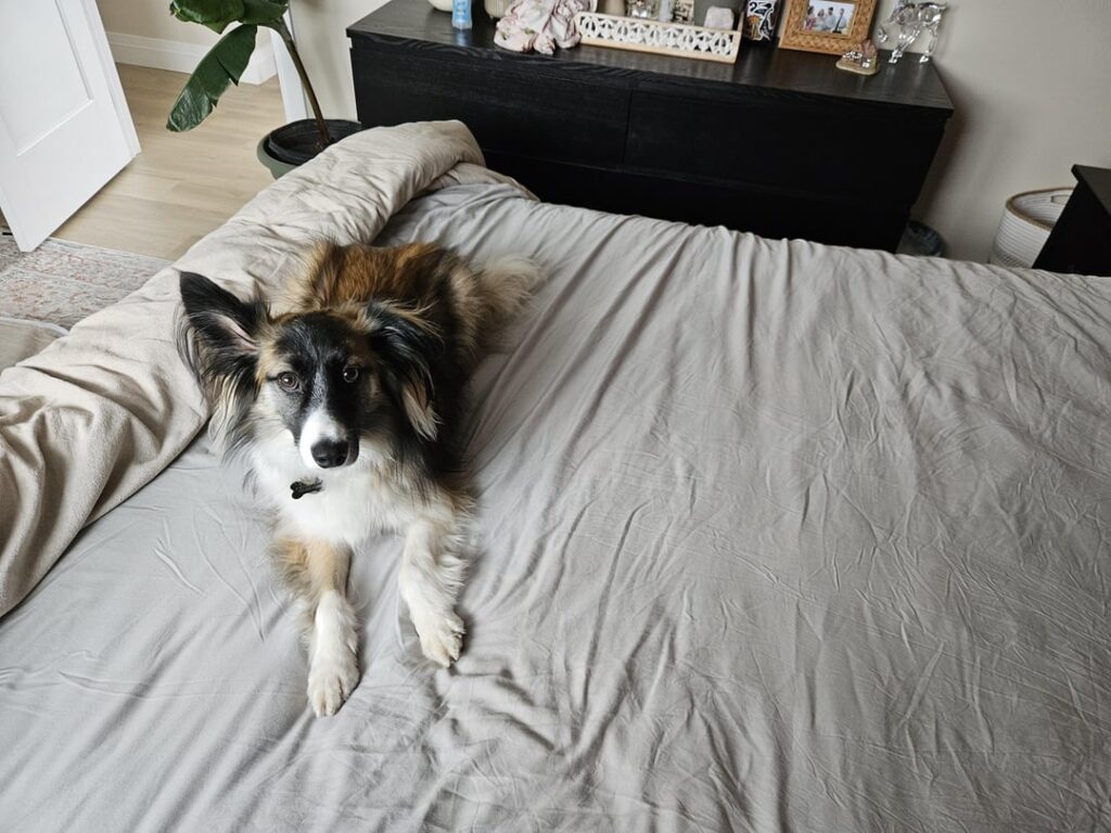 野良犬の品種