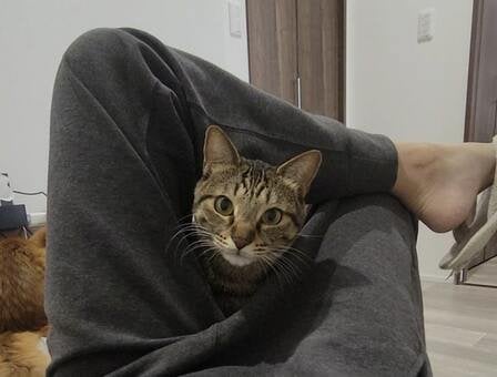 猫さんが突然、飼い主めがけて〈大ジャンプ〉！？ 躍動感あふれる驚きの姿に大注目