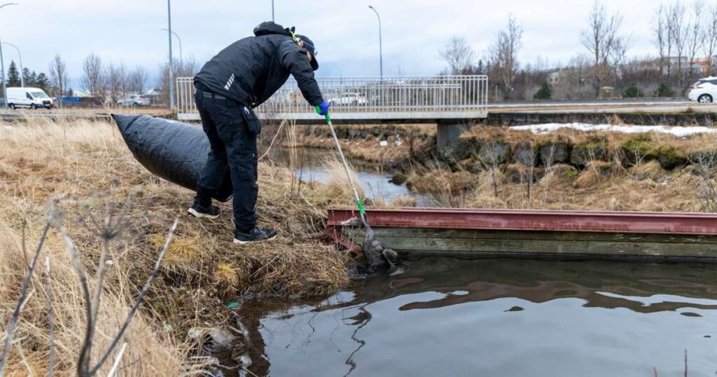 首都圏の住民は死んだ鳥や病気の鳥に触れないよう求められる - RÚV.is