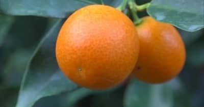 甘くて皮ごと丸かじり…串間市で完熟◯ん◯んの収穫