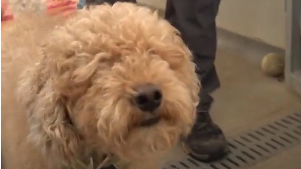 待機リストは増え続けている – 犬の処分を希望する人が増えている