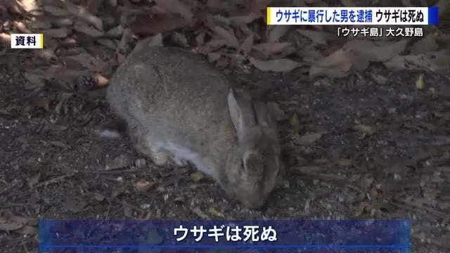 【日本人の残虐性は異常】７０匹以上のウサギが死ぬ 中には骨折していたウサギも 「うさぎの島」大久野島で何が？ 広島　ウサギを蹴る暴行を加えたとして滋賀県の会社員の男（２５）が現行犯逮捕