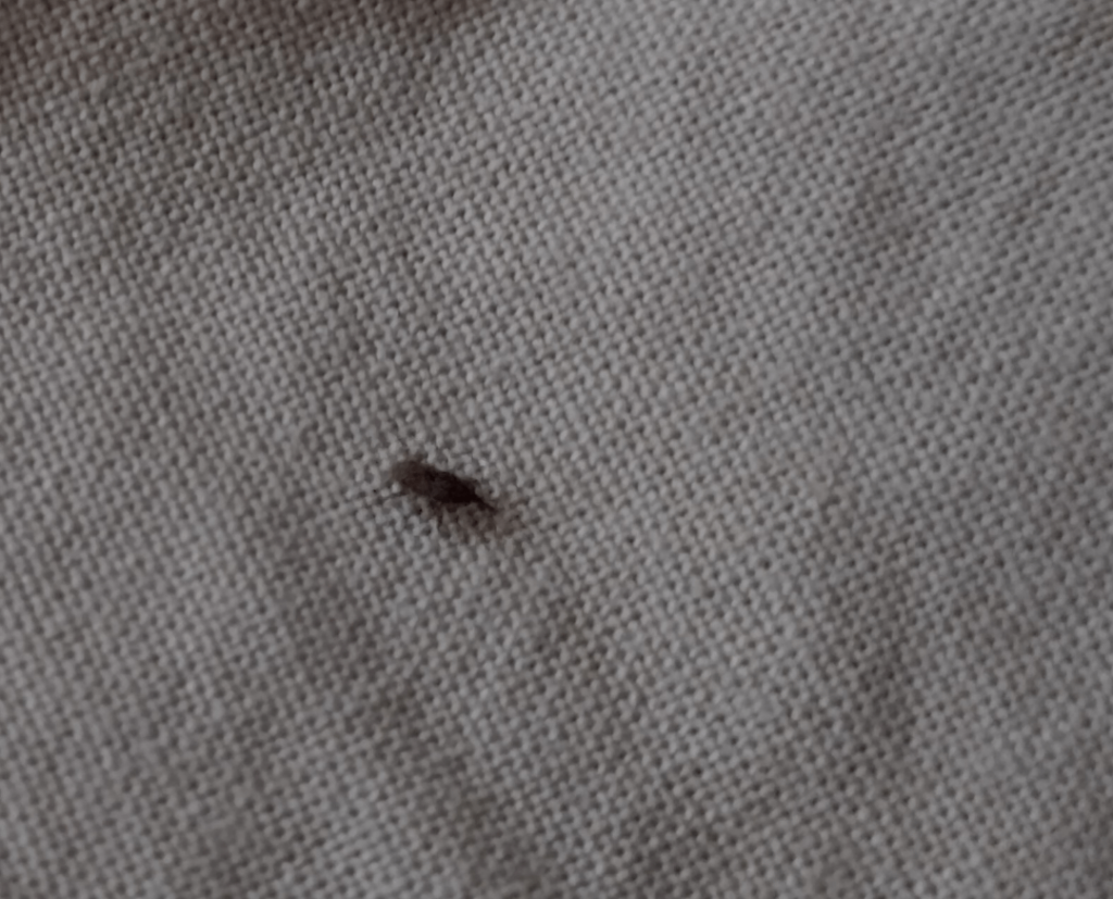 誰かが以前にこのバグを見たことがありますか、あなたはこれが何であるか知っていますか？