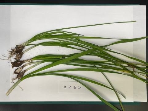 スイセンをニラと間違えて食べた女性が食中毒に 家族が餃子に混ぜて調理 岐阜