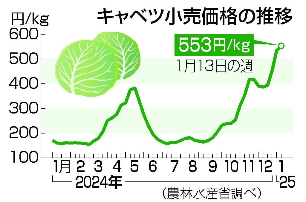 キャベツ高騰、１キロ５５３円 天候不順、食卓に打撃