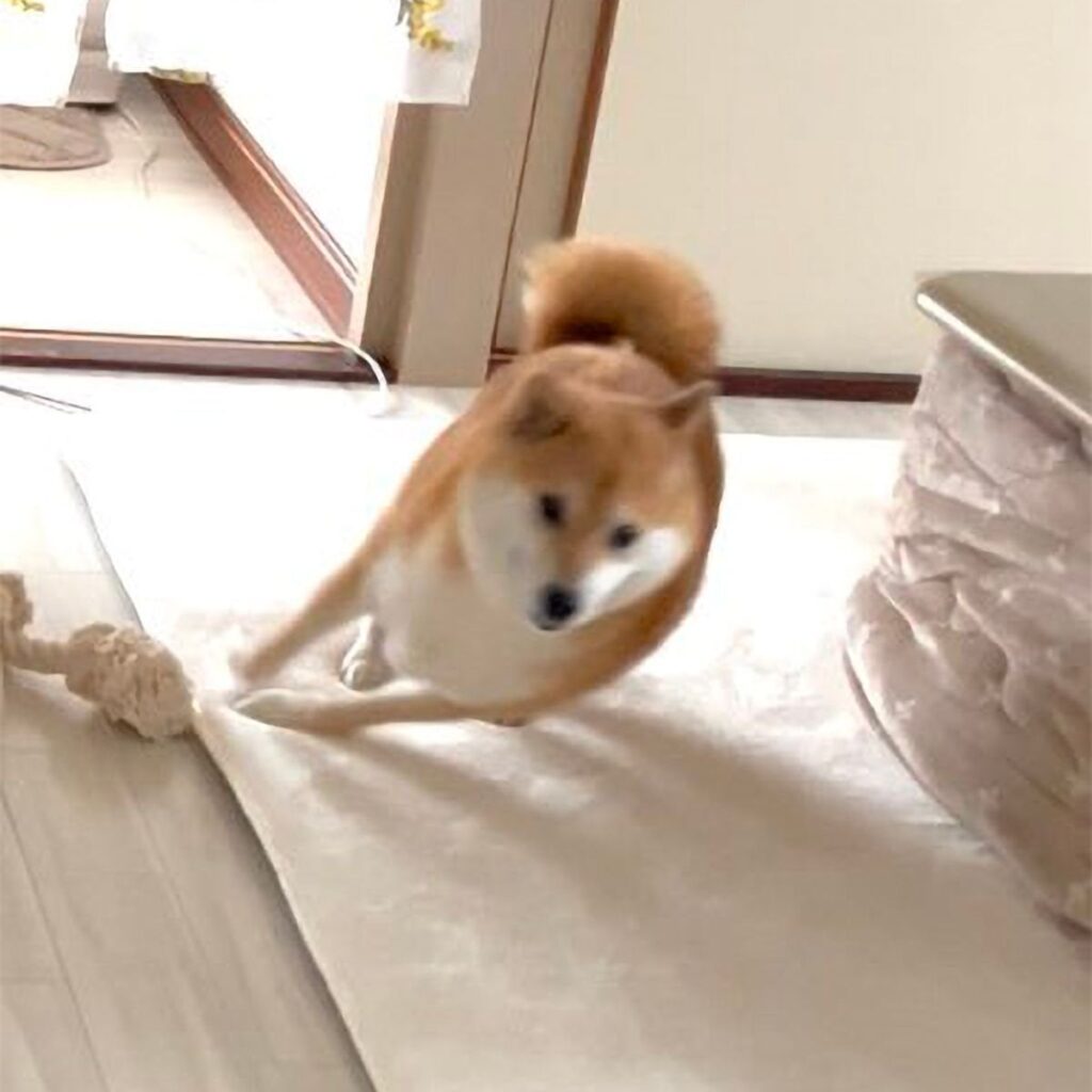 コタツのコーナーを攻める犬