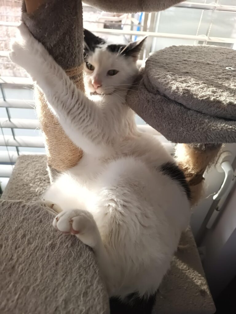 キャットボット