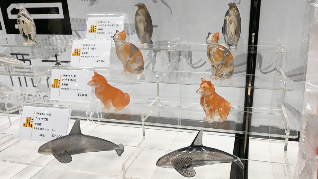 表面を削ってピカピカに仕上げても色鮮やかで骨格までスケスケな「玉骨標本カラー版」 – GIGAZINE 表面を削ってピカピカに仕上げても色鮮やかで骨格までスケスケな「玉骨標本カラー版」 - GIGAZINE